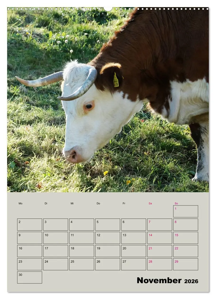Bild: 9783516396140 | Kuhportraits Hornkühe (Wandkalender 2026 DIN A2 hoch), CALVENDO...