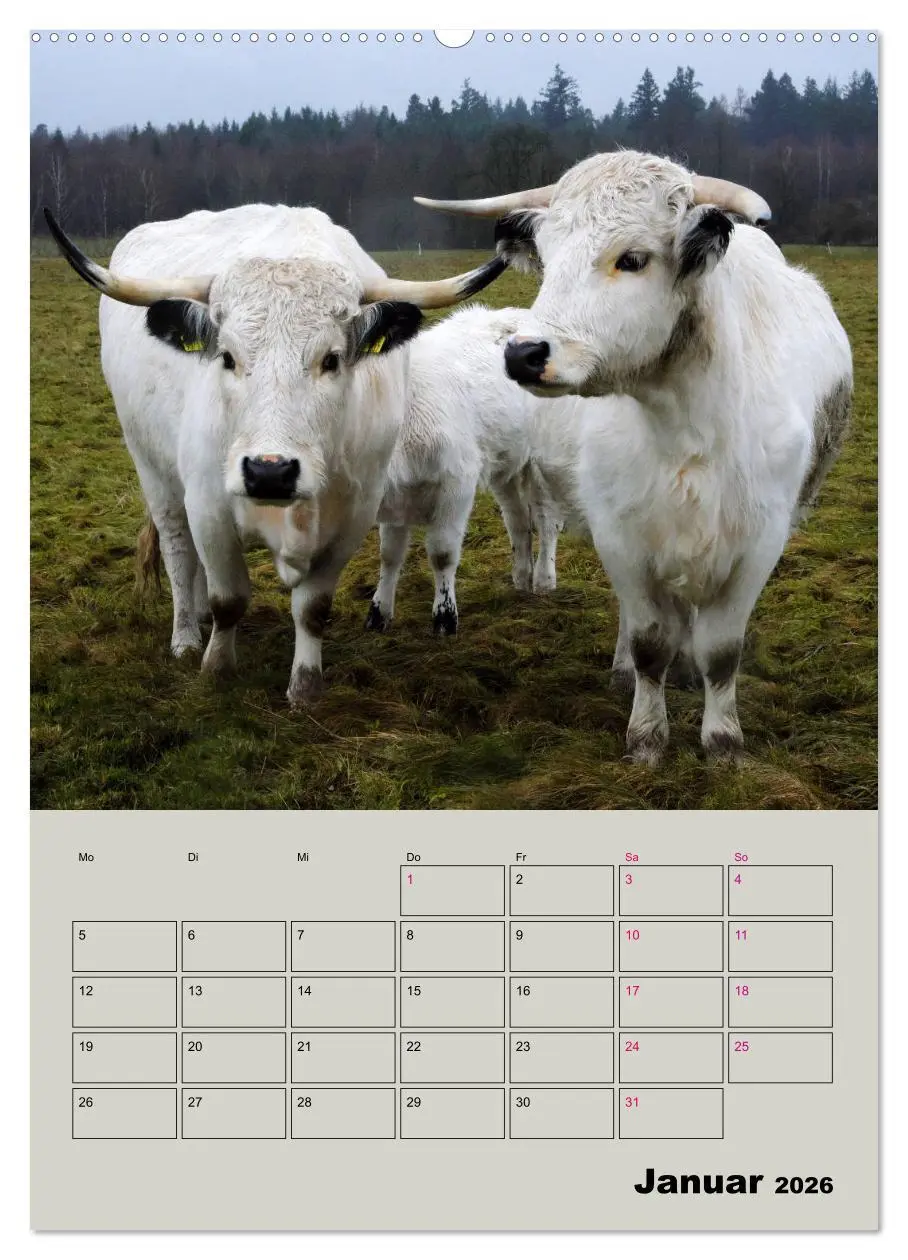 Bild: 9783516396140 | Kuhportraits Hornkühe (Wandkalender 2026 DIN A2 hoch), CALVENDO...