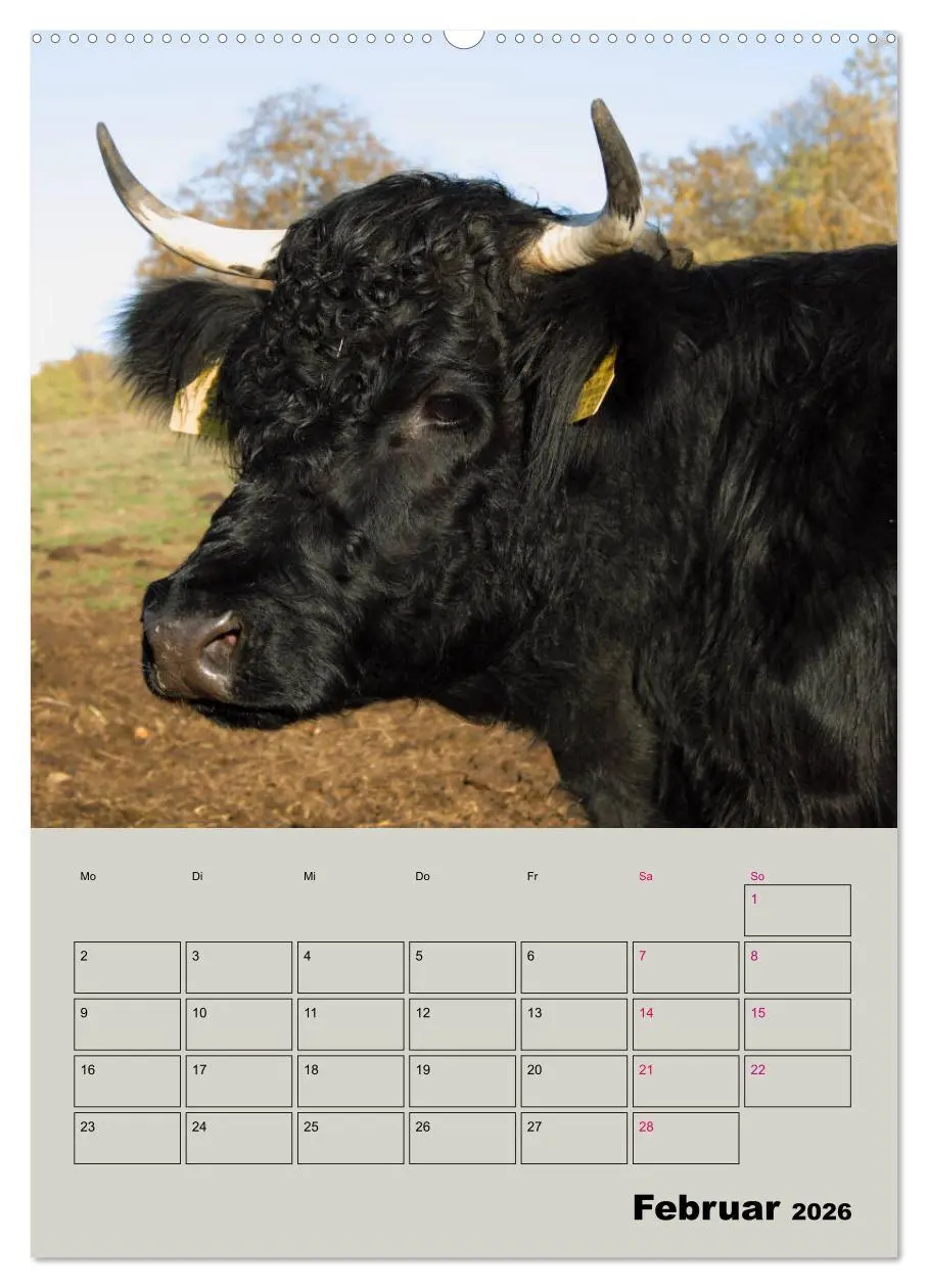 Bild: 9783516396140 | Kuhportraits Hornkühe (Wandkalender 2026 DIN A2 hoch), CALVENDO...