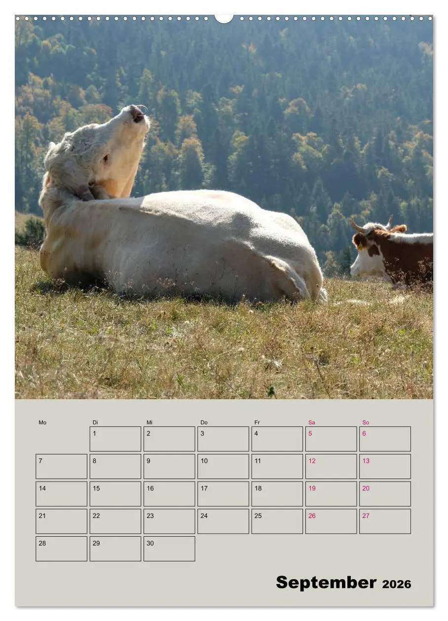 Bild: 9783516396140 | Kuhportraits Hornkühe (Wandkalender 2026 DIN A2 hoch), CALVENDO...