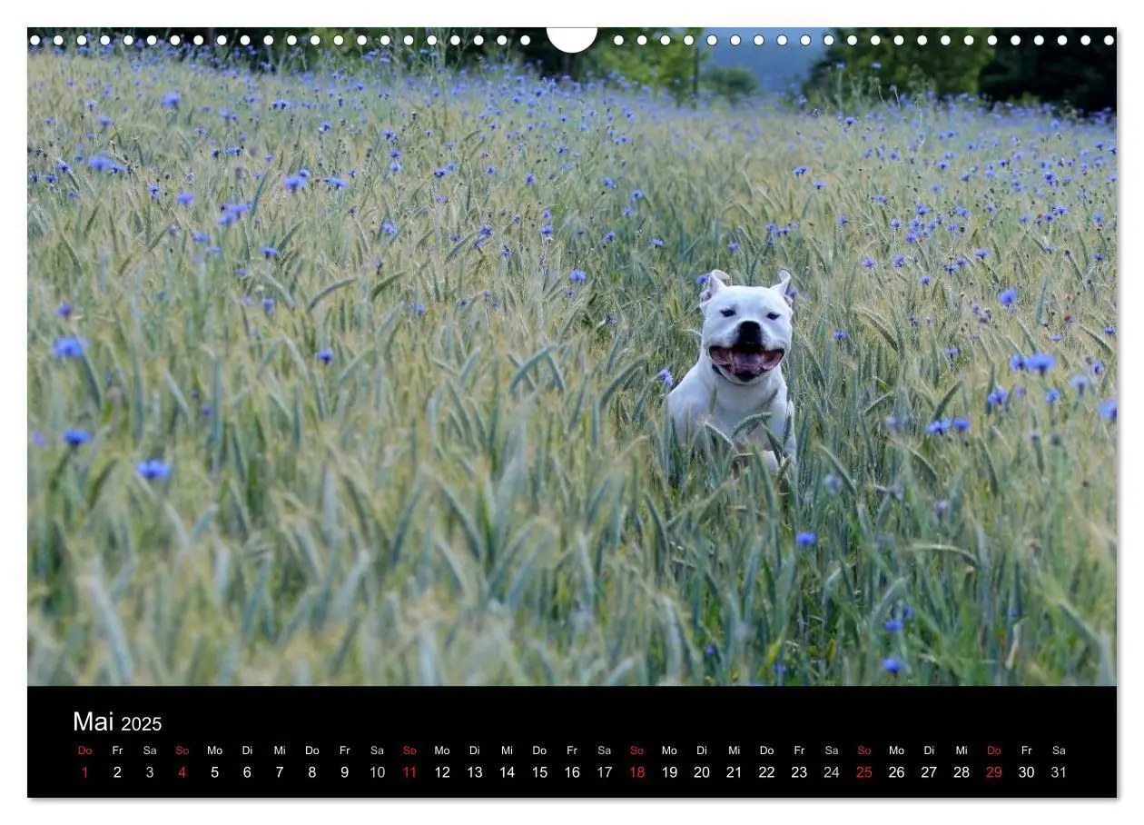 Bild: 9783435656240 | American Bulldog - stolz, loyal, einzigartig (Wandkalender 2025 DIN...