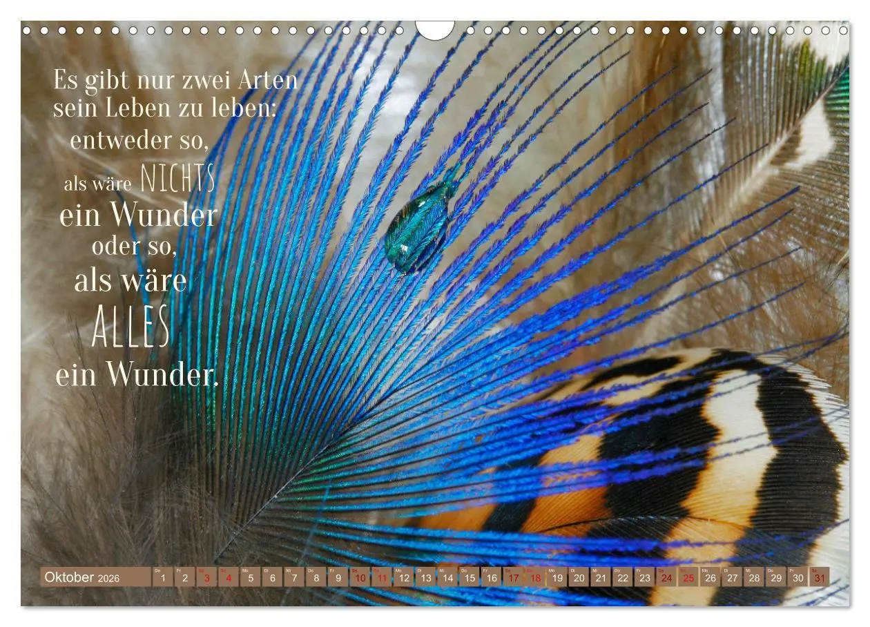 Bild: 9783457676240 | Jeder ist ein Genie! Zitate von Albert Einstein (Wandkalender 2026...
