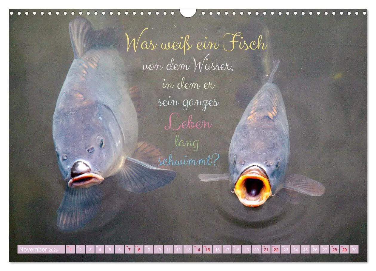 Bild: 9783457676240 | Jeder ist ein Genie! Zitate von Albert Einstein (Wandkalender 2026...
