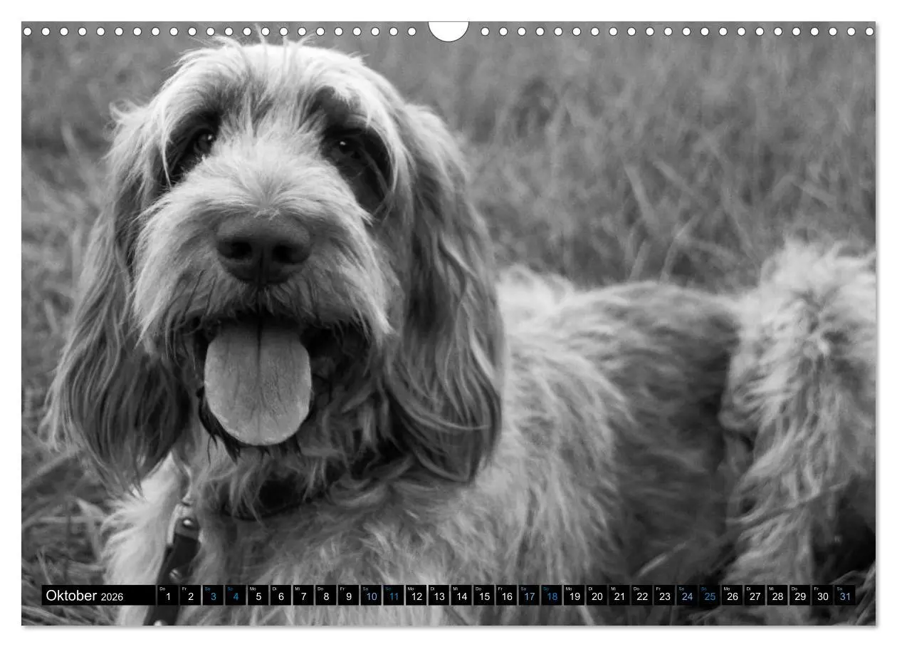 Bild: 9783516076240 | Carissimo Spinone Italiano (Wandkalender 2026 DIN A3 quer),...