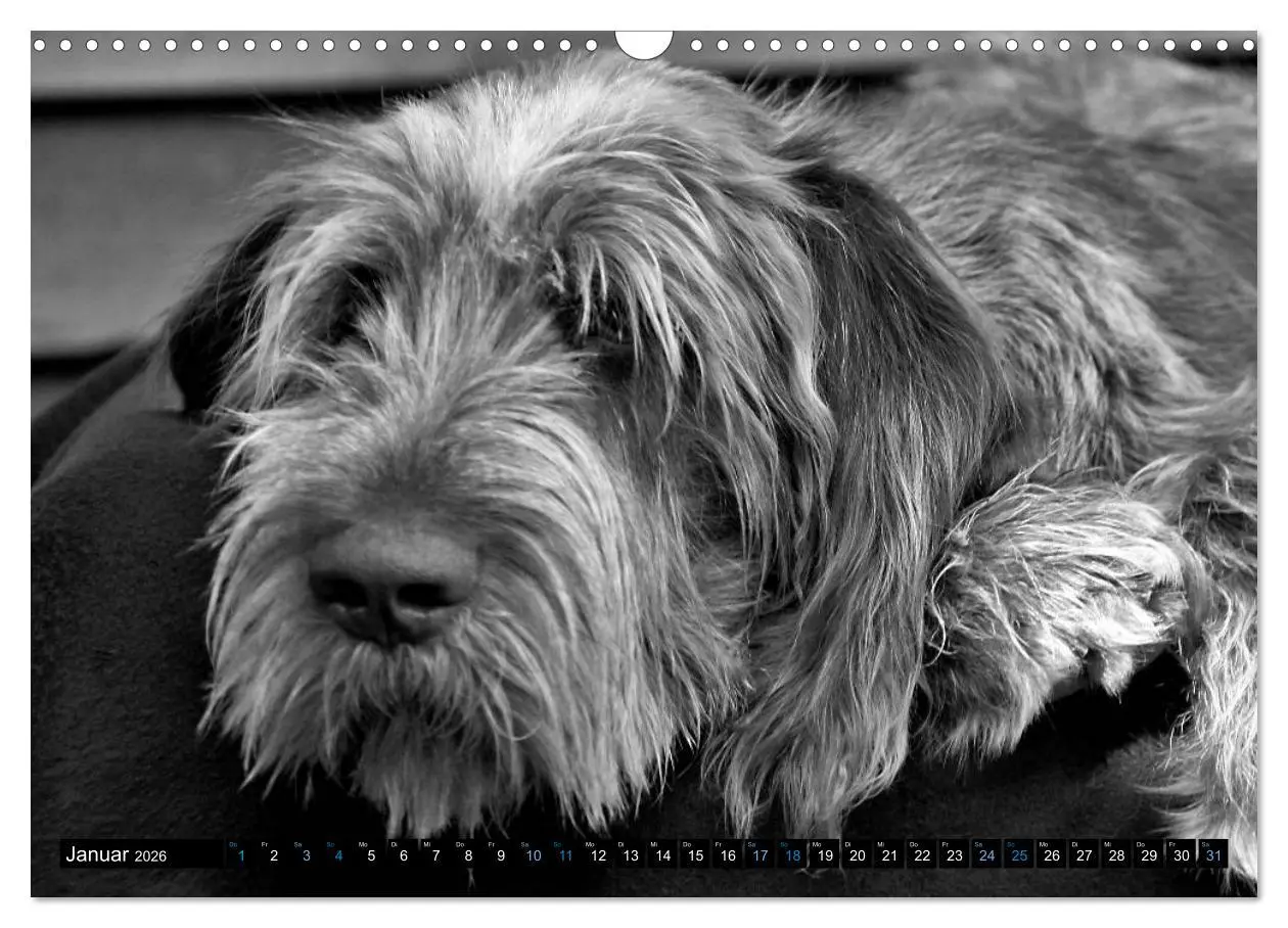 Bild: 9783516076240 | Carissimo Spinone Italiano (Wandkalender 2026 DIN A3 quer),...