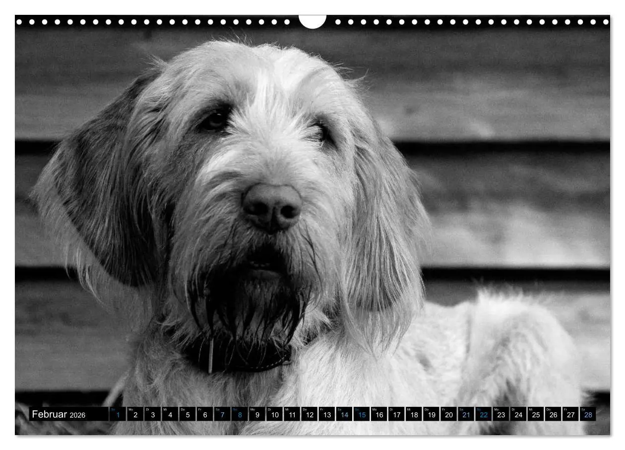 Bild: 9783516076240 | Carissimo Spinone Italiano (Wandkalender 2026 DIN A3 quer),...