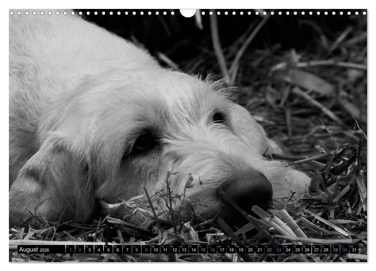 Bild: 9783516076240 | Carissimo Spinone Italiano (Wandkalender 2026 DIN A3 quer),...