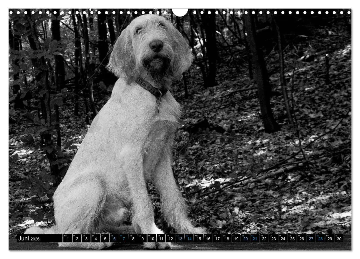 Bild: 9783516076240 | Carissimo Spinone Italiano (Wandkalender 2026 DIN A3 quer),...
