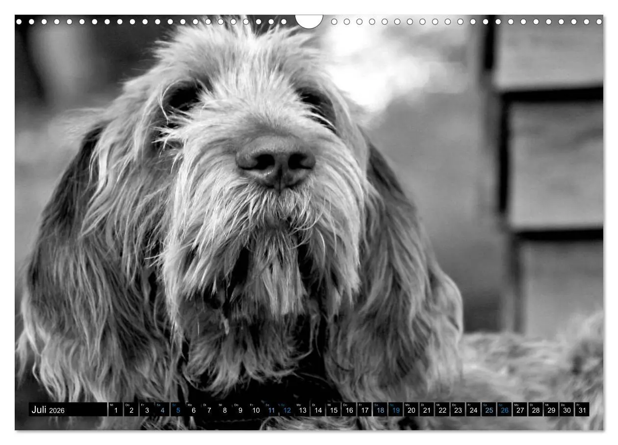 Bild: 9783516076240 | Carissimo Spinone Italiano (Wandkalender 2026 DIN A3 quer),...
