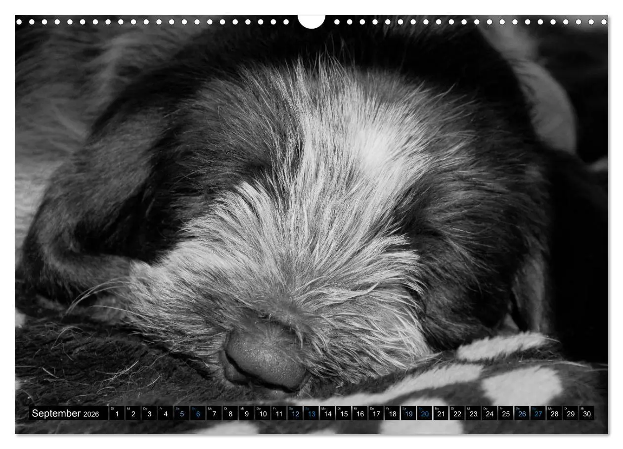 Bild: 9783516076240 | Carissimo Spinone Italiano (Wandkalender 2026 DIN A3 quer),...