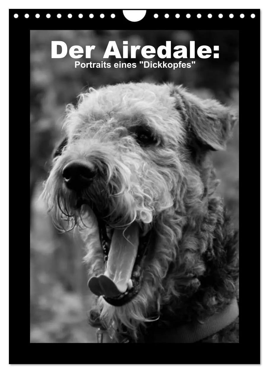 Cover: 9783516456240 | Der Airedale: Portraits eines "Dickkopfes" (Wandkalender 2026 DIN...