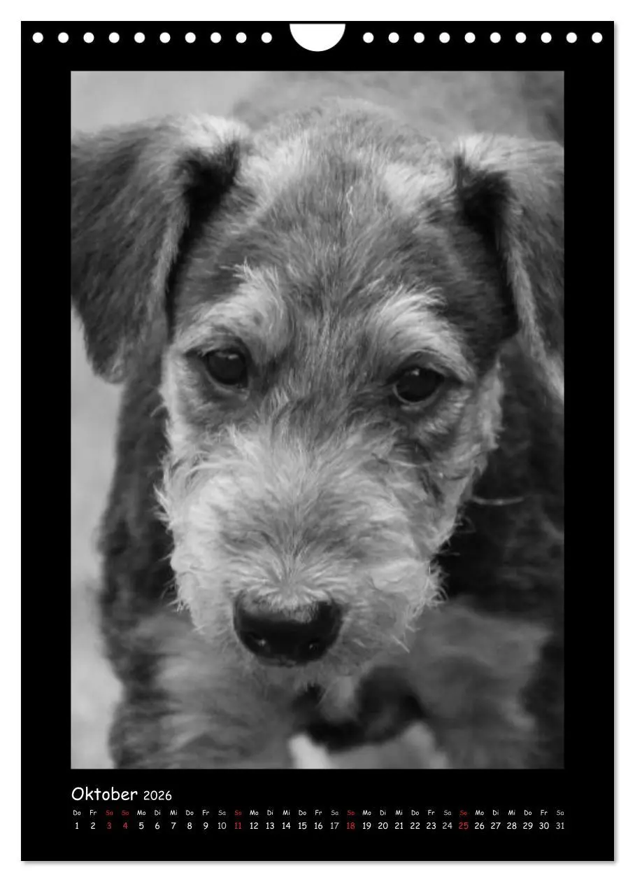 Bild: 9783516456240 | Der Airedale: Portraits eines "Dickkopfes" (Wandkalender 2026 DIN...