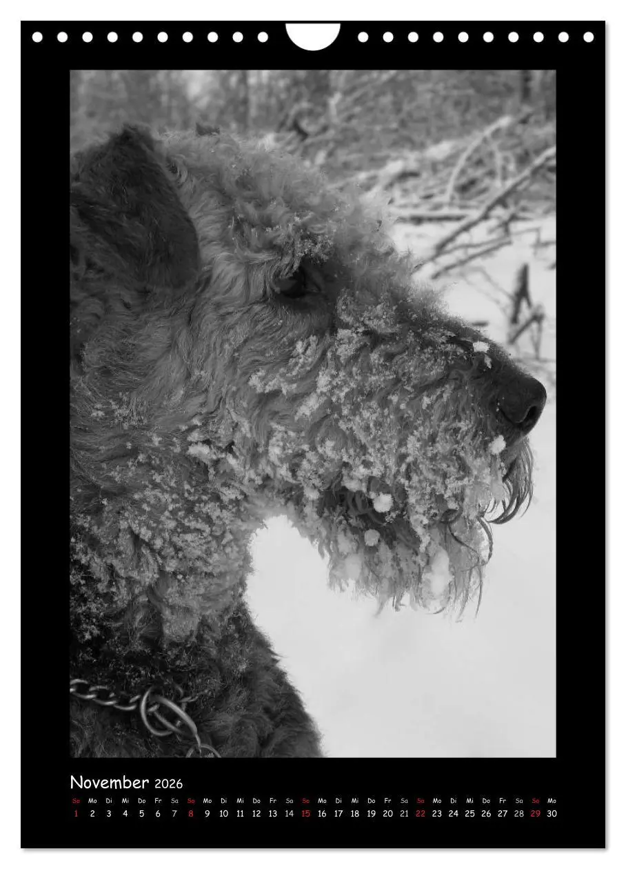 Bild: 9783516456240 | Der Airedale: Portraits eines "Dickkopfes" (Wandkalender 2026 DIN...