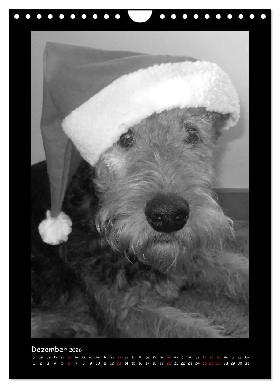 Bild: 9783516456240 | Der Airedale: Portraits eines "Dickkopfes" (Wandkalender 2026 DIN...