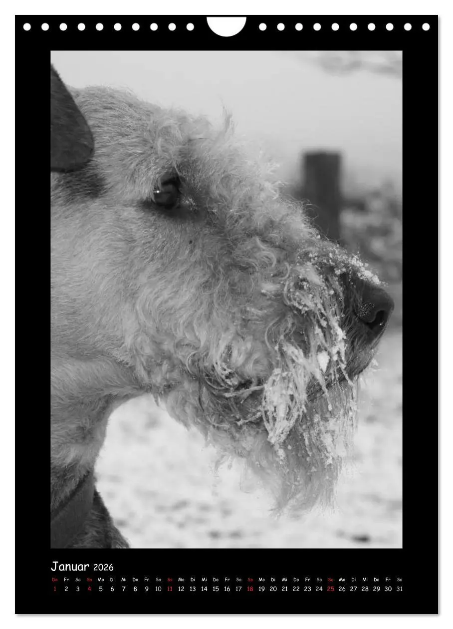 Bild: 9783516456240 | Der Airedale: Portraits eines "Dickkopfes" (Wandkalender 2026 DIN...