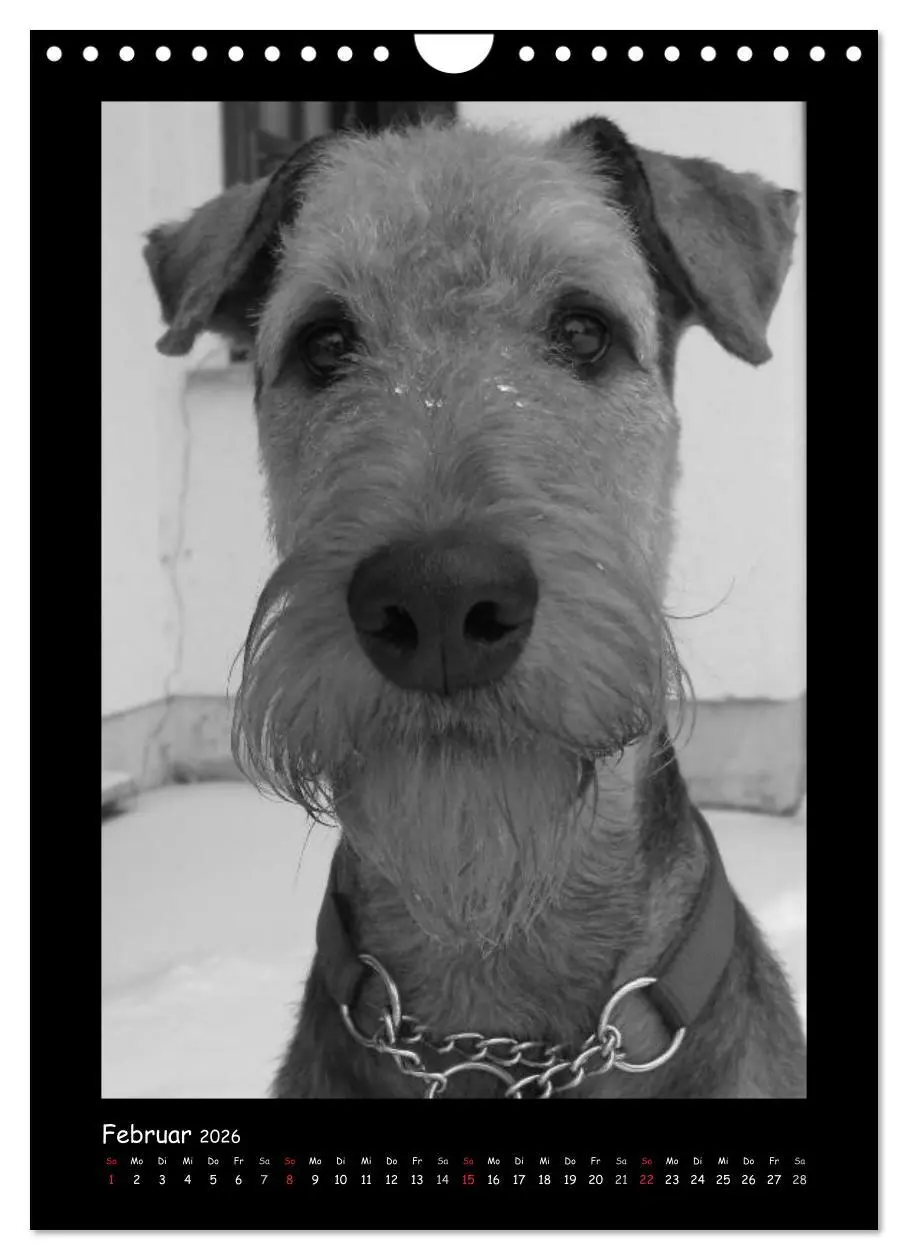 Bild: 9783516456240 | Der Airedale: Portraits eines "Dickkopfes" (Wandkalender 2026 DIN...