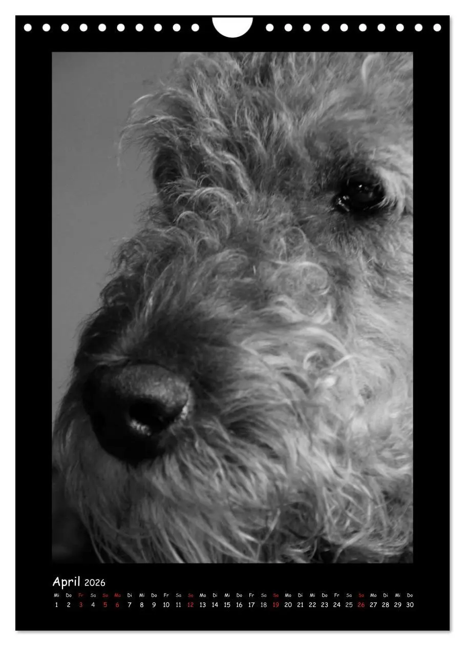 Bild: 9783516456240 | Der Airedale: Portraits eines "Dickkopfes" (Wandkalender 2026 DIN...