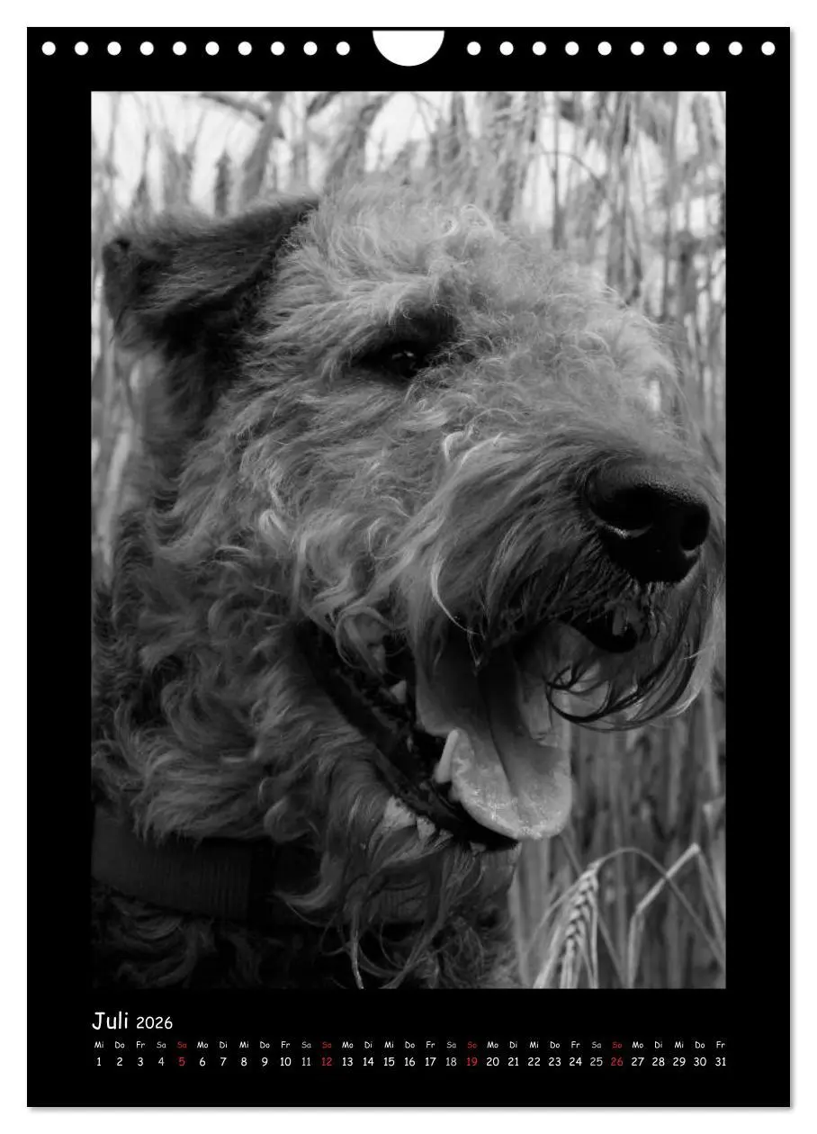 Bild: 9783516456240 | Der Airedale: Portraits eines "Dickkopfes" (Wandkalender 2026 DIN...