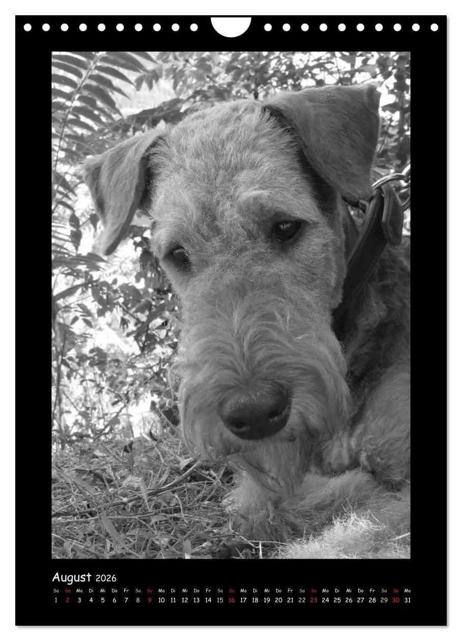 Bild: 9783516456240 | Der Airedale: Portraits eines "Dickkopfes" (Wandkalender 2026 DIN...