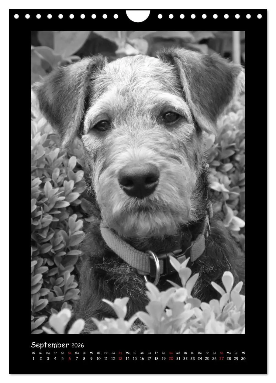 Bild: 9783516456240 | Der Airedale: Portraits eines "Dickkopfes" (Wandkalender 2026 DIN...