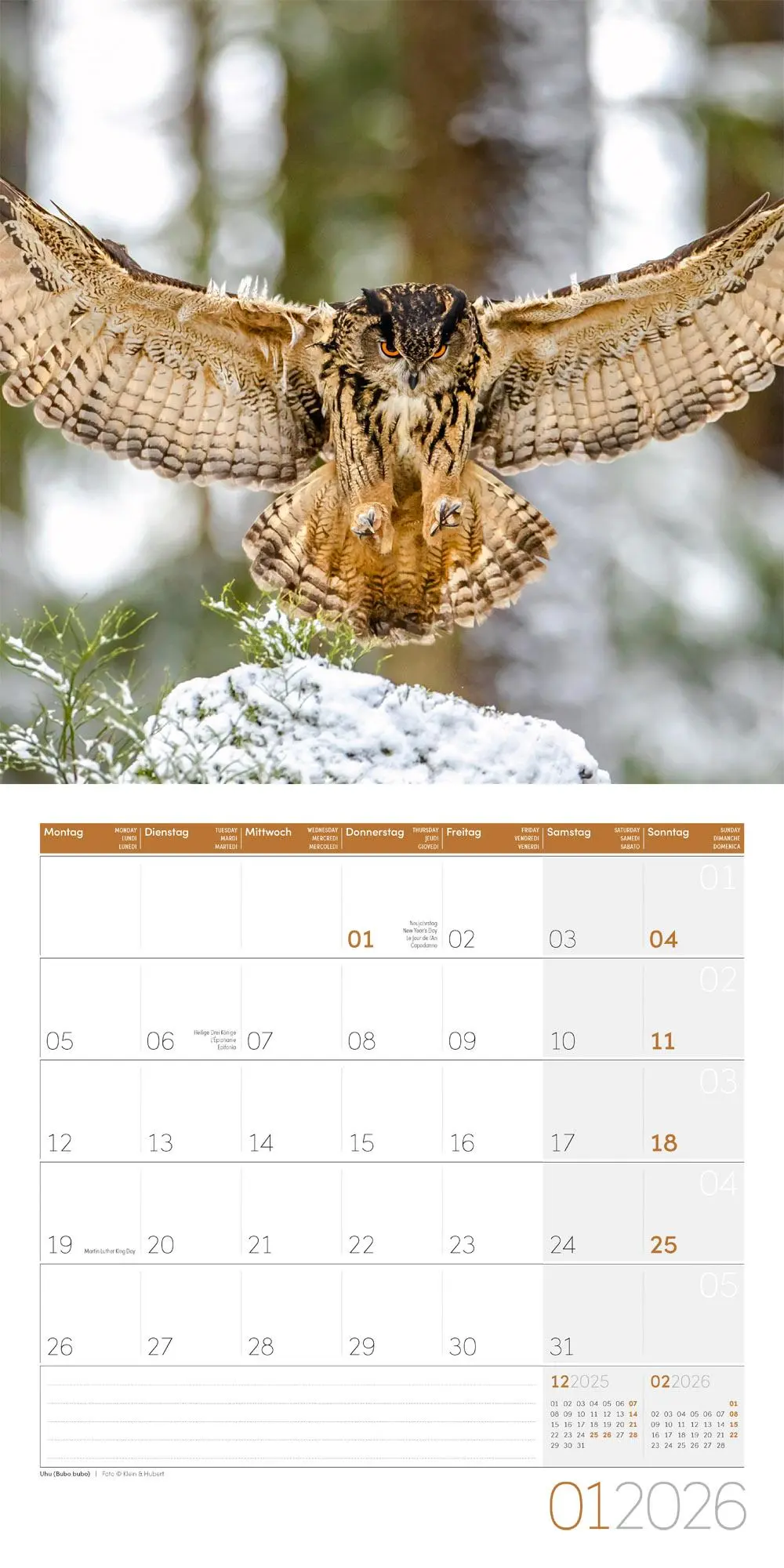 Bild: 9783838446240 | Eulen Broschürenkalender 2026 - 30x30 - Art12 | GmbH | Kalender | 2026