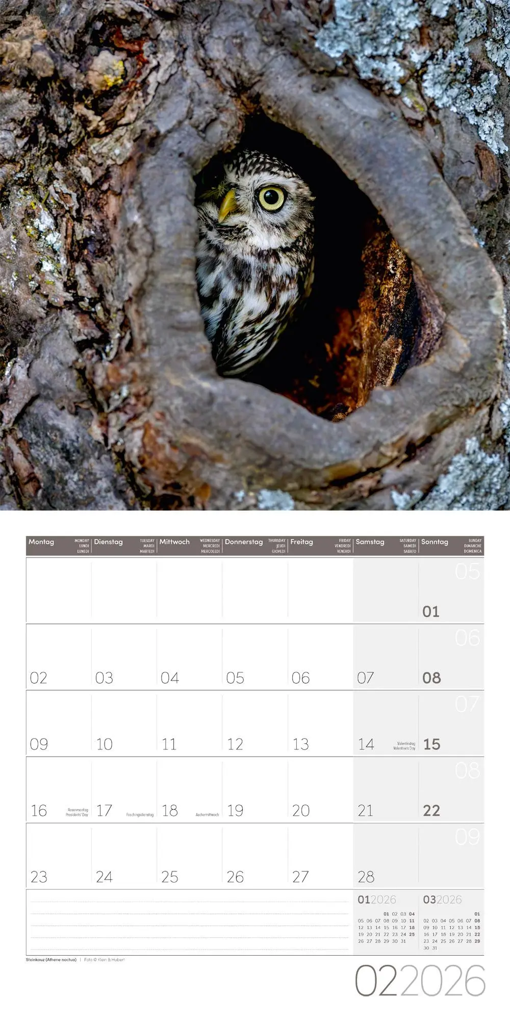 Bild: 9783838446240 | Eulen Broschürenkalender 2026 - 30x30 - Art12 | GmbH | Kalender | 2026