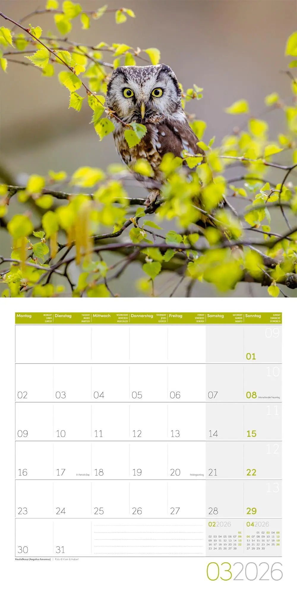 Bild: 9783838446240 | Eulen Broschürenkalender 2026 - 30x30 - Art12 | GmbH | Kalender | 2026