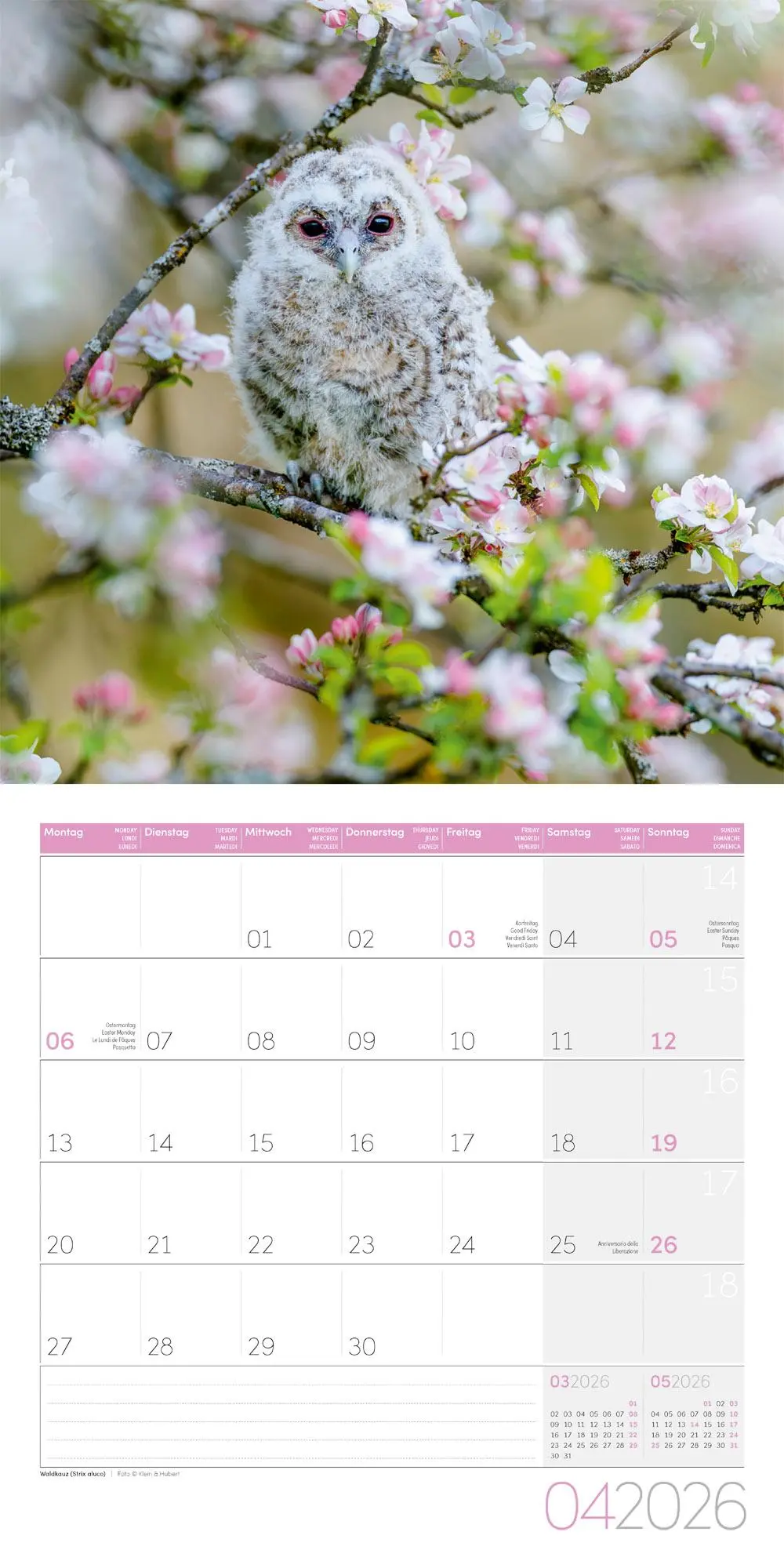 Bild: 9783838446240 | Eulen Broschürenkalender 2026 - 30x30 - Art12 | GmbH | Kalender | 2026