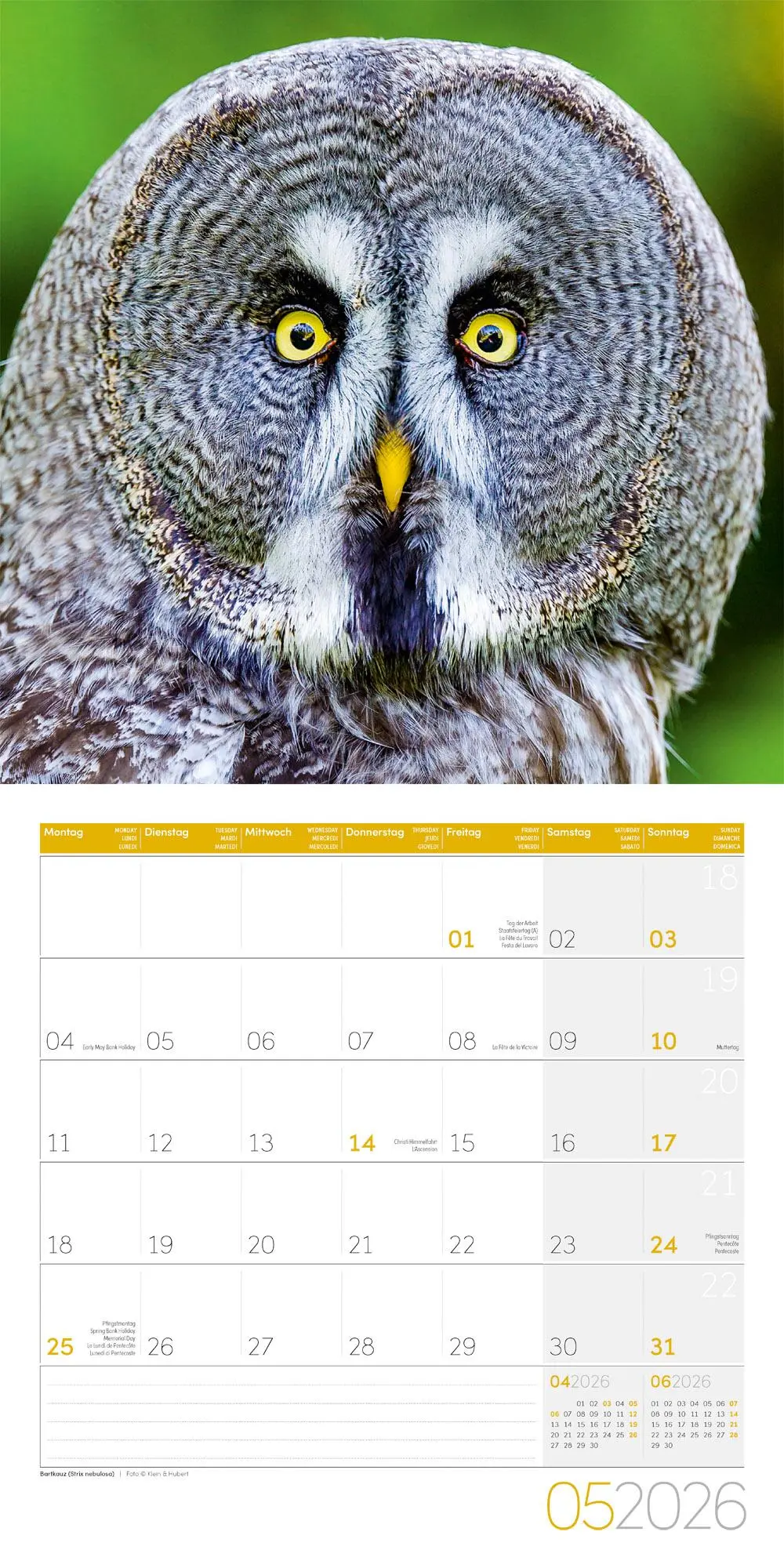 Bild: 9783838446240 | Eulen Broschürenkalender 2026 - 30x30 - Art12 | GmbH | Kalender | 2026