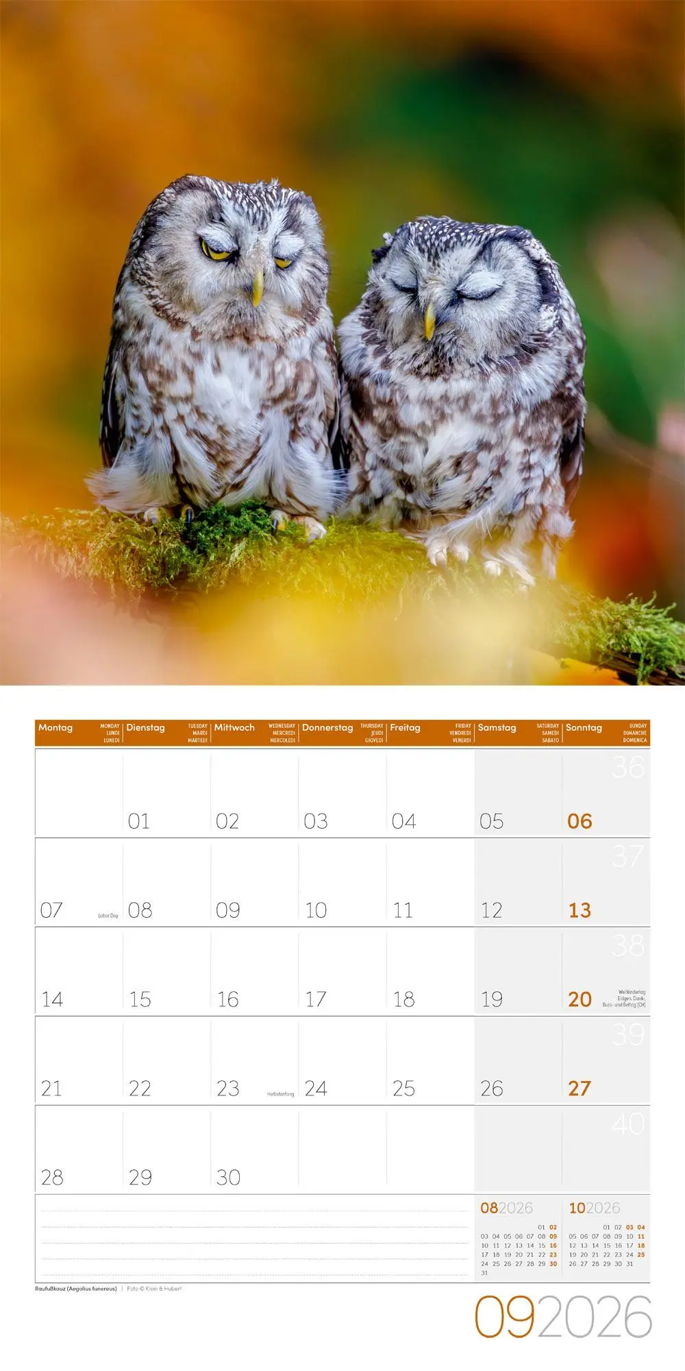 Bild: 9783838446240 | Eulen Broschürenkalender 2026 - 30x30 - Art12 | GmbH | Kalender | 2026