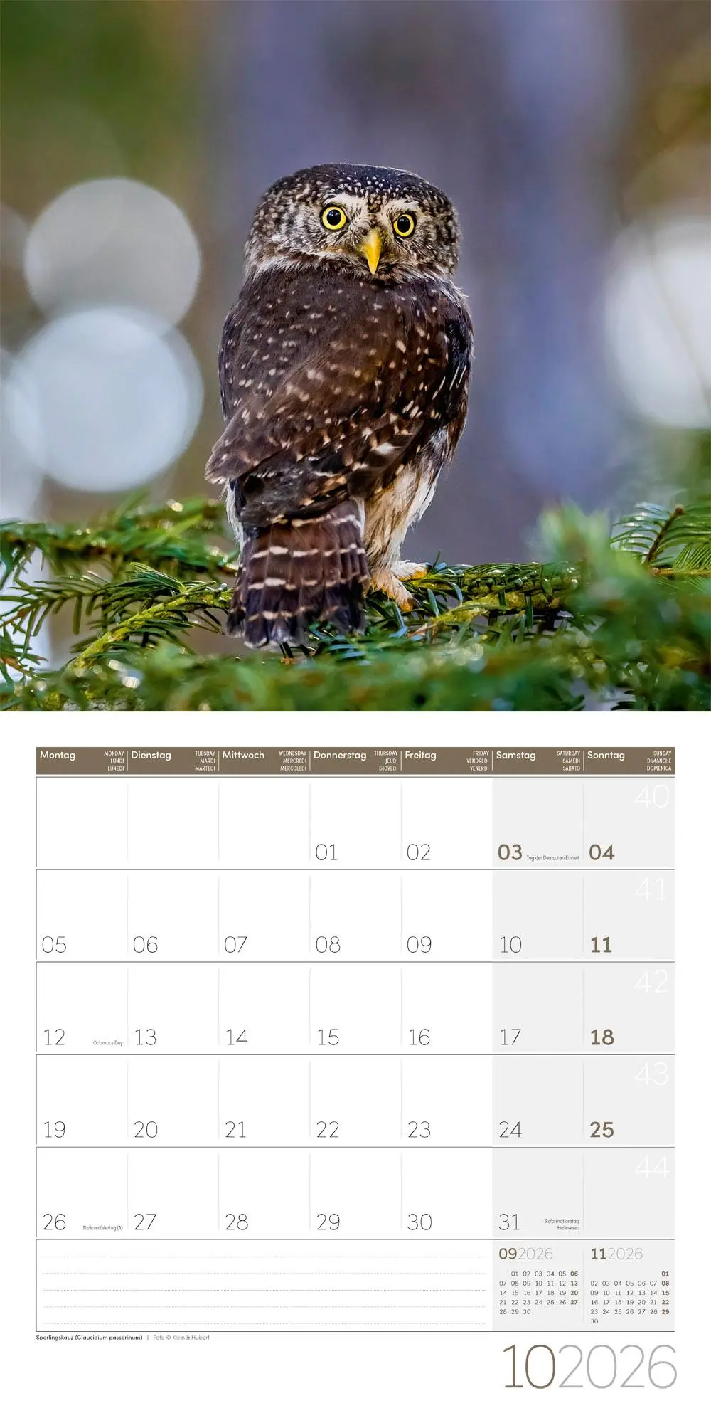 Bild: 9783838446240 | Eulen Broschürenkalender 2026 - 30x30 - Art12 | GmbH | Kalender | 2026