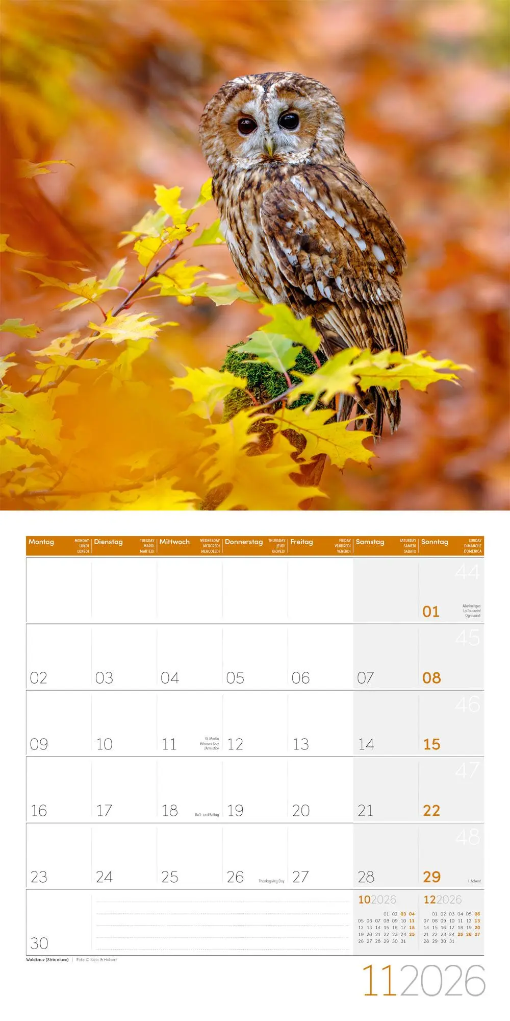 Bild: 9783838446240 | Eulen Broschürenkalender 2026 - 30x30 - Art12 | GmbH | Kalender | 2026
