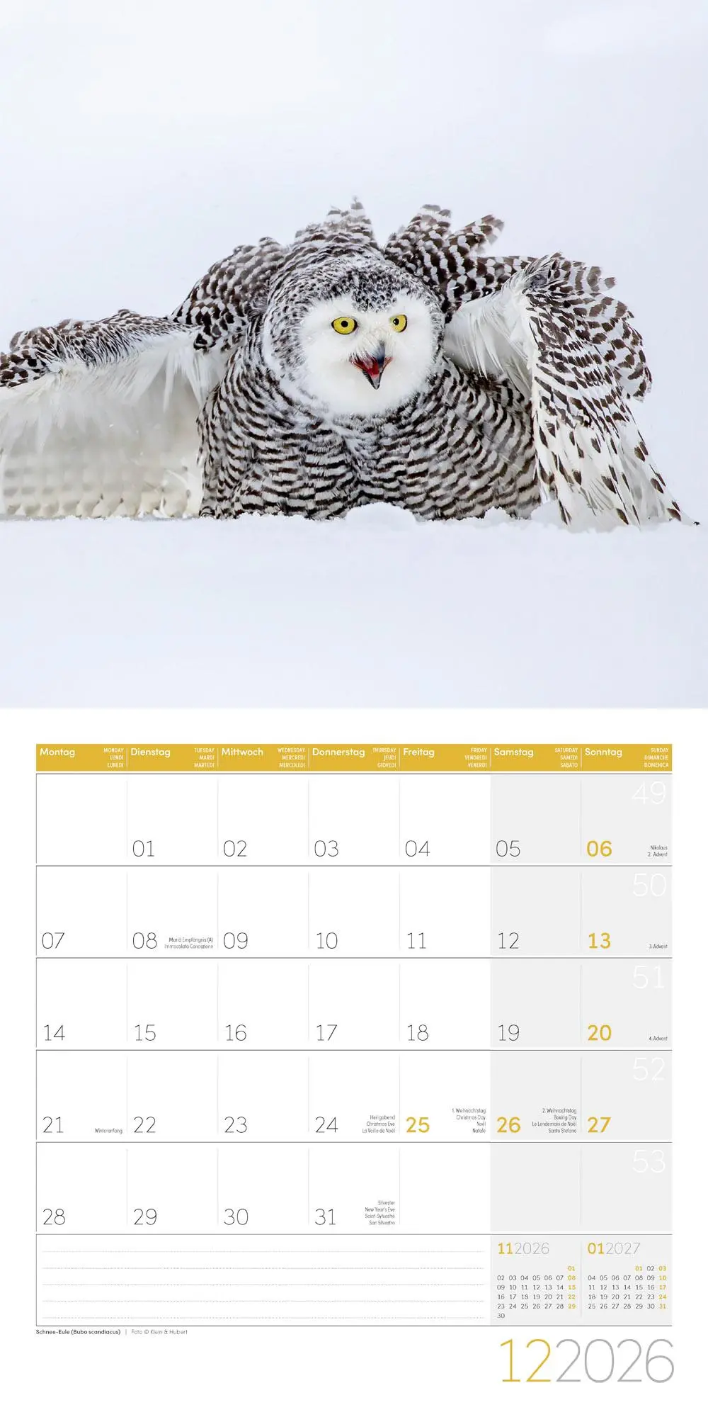 Bild: 9783838446240 | Eulen Broschürenkalender 2026 - 30x30 - Art12 | GmbH | Kalender | 2026