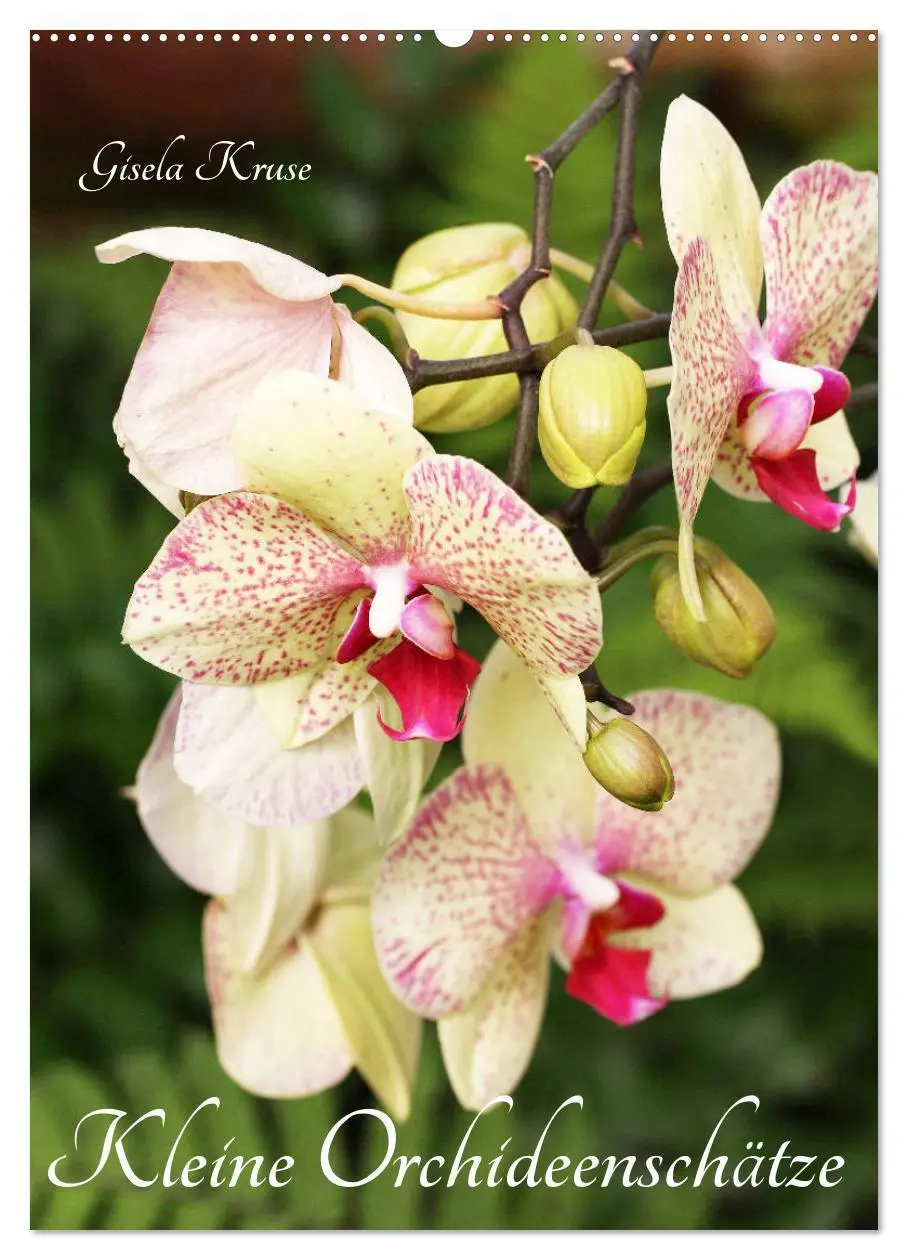 Cover: 9783516376340 | Kleine Orchideenschätze (Wandkalender 2026 DIN A2 hoch), CALVENDO...