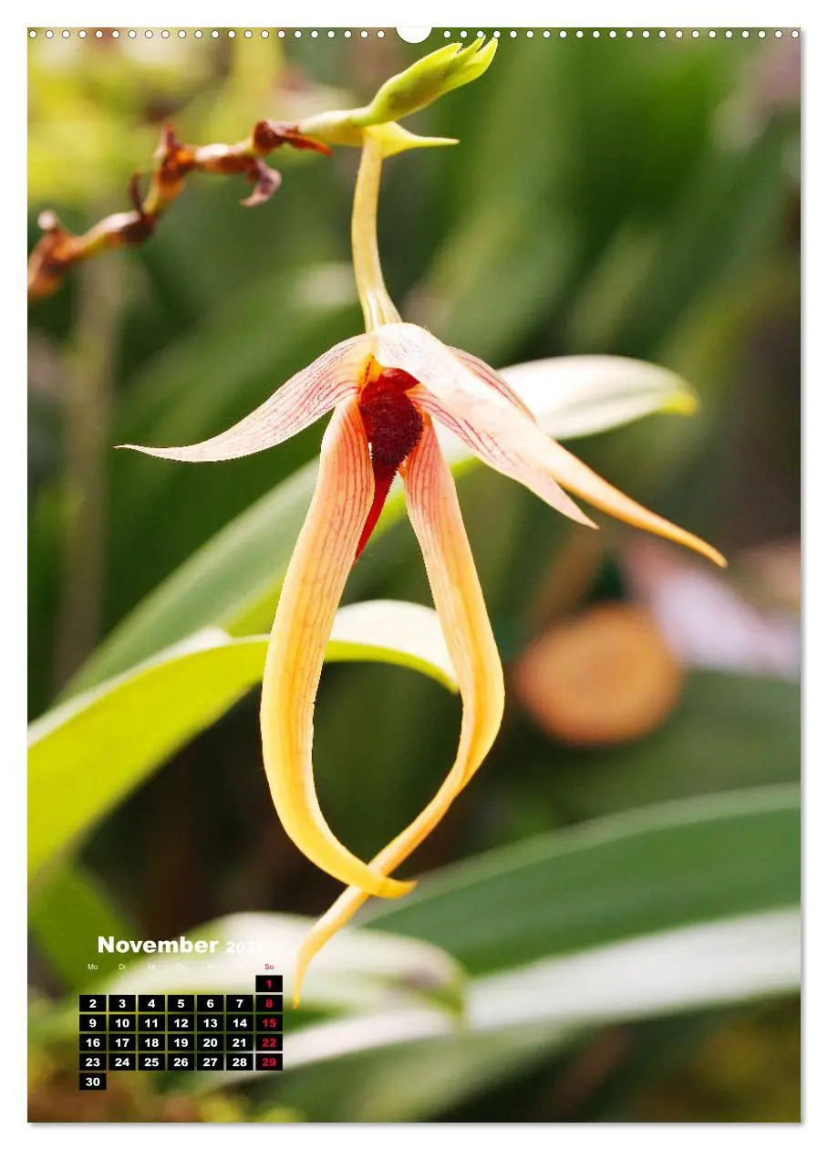 Bild: 9783516376340 | Kleine Orchideenschätze (Wandkalender 2026 DIN A2 hoch), CALVENDO...