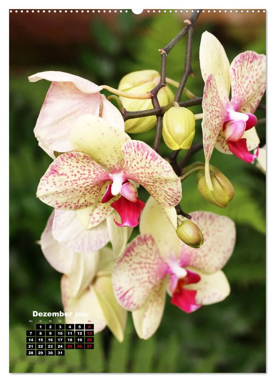 Bild: 9783516376340 | Kleine Orchideenschätze (Wandkalender 2026 DIN A2 hoch), CALVENDO...