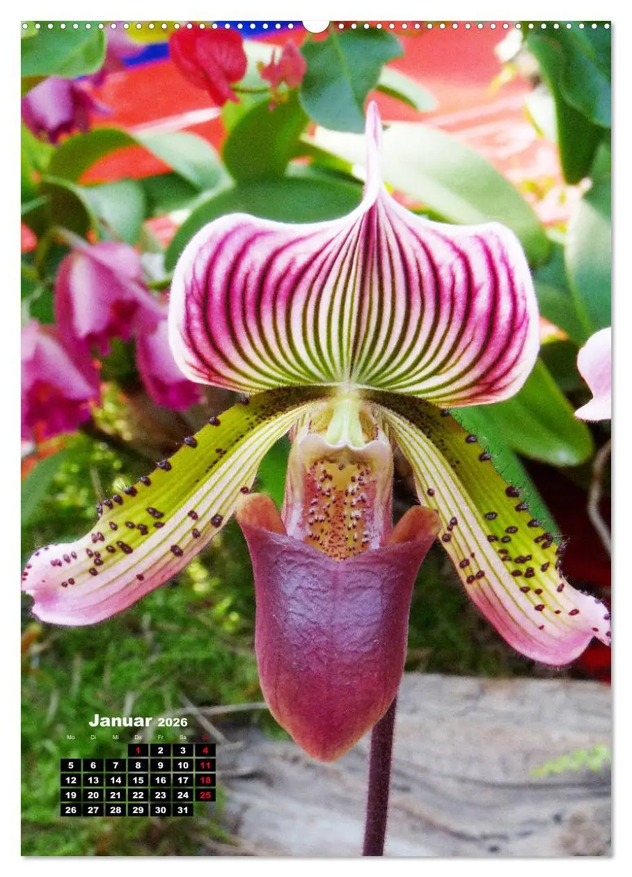 Bild: 9783516376340 | Kleine Orchideenschätze (Wandkalender 2026 DIN A2 hoch), CALVENDO...