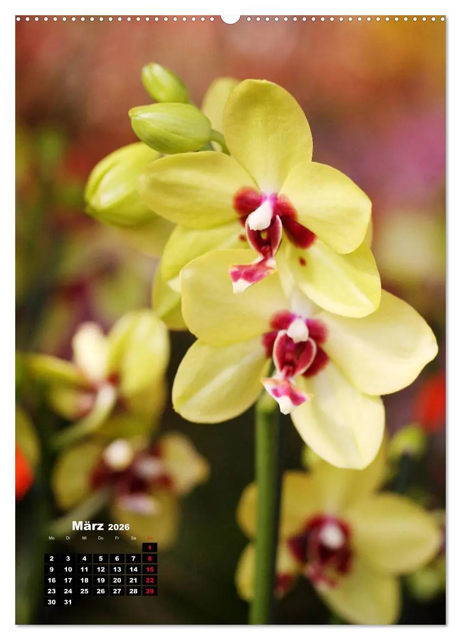 Bild: 9783516376340 | Kleine Orchideenschätze (Wandkalender 2026 DIN A2 hoch), CALVENDO...