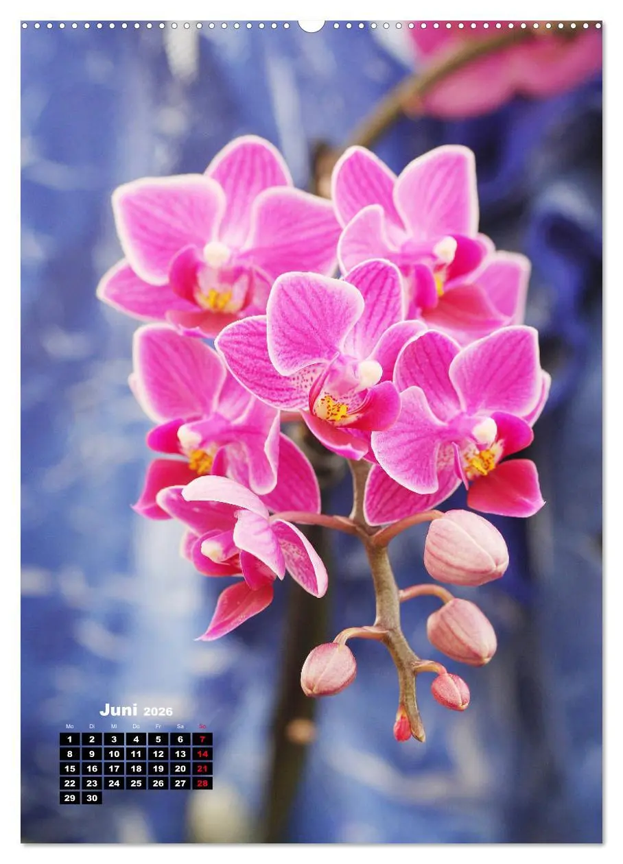 Bild: 9783516376340 | Kleine Orchideenschätze (Wandkalender 2026 DIN A2 hoch), CALVENDO...