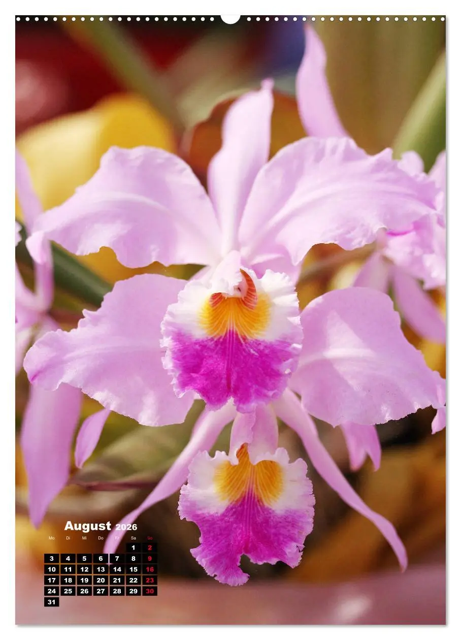 Bild: 9783516376340 | Kleine Orchideenschätze (Wandkalender 2026 DIN A2 hoch), CALVENDO...