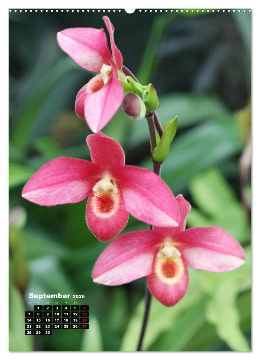 Bild: 9783516376340 | Kleine Orchideenschätze (Wandkalender 2026 DIN A2 hoch), CALVENDO...