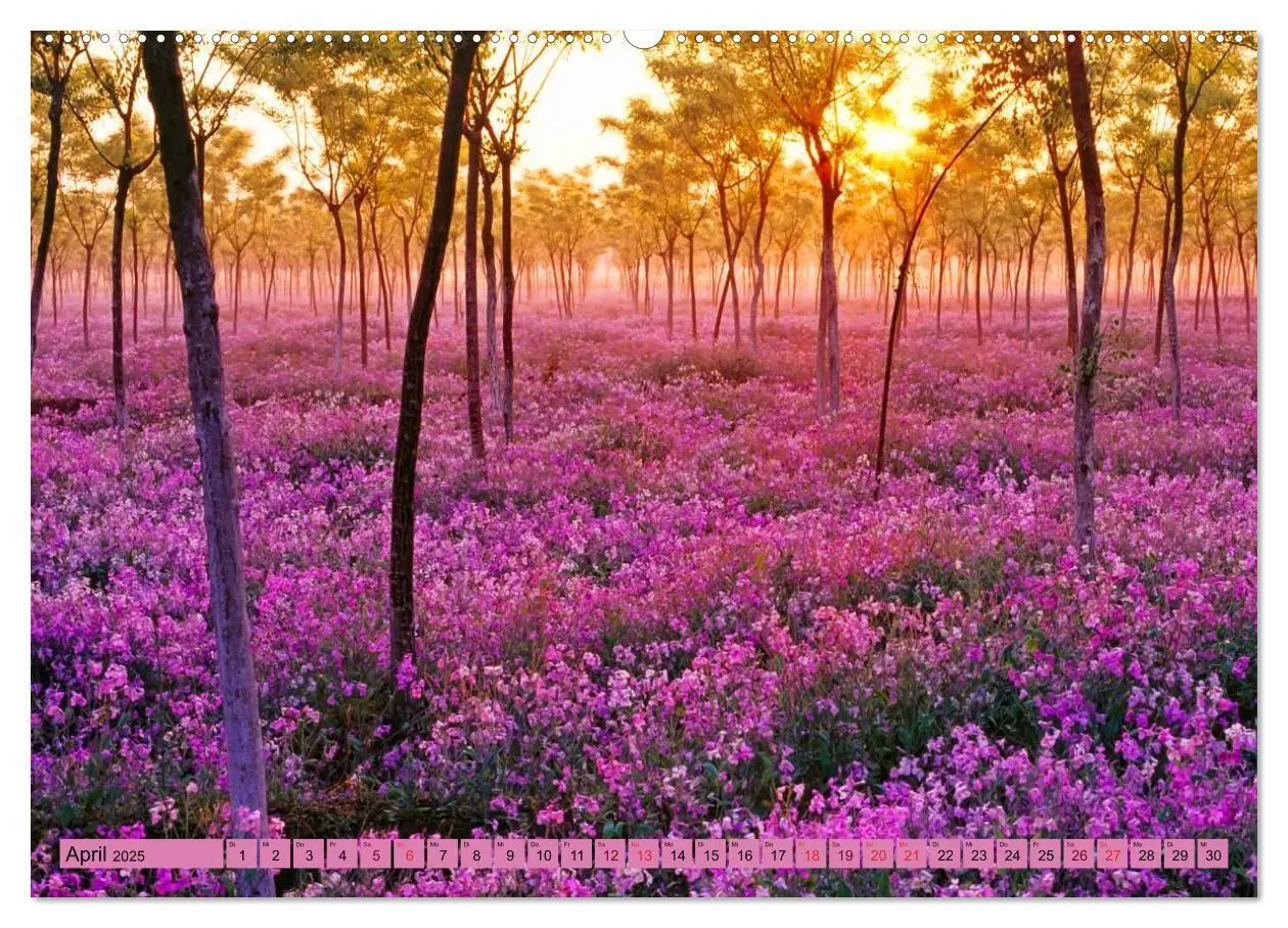 Bild: 9783435496440 | Lila - die mystische Farbe (Wandkalender 2025 DIN A2 quer),...