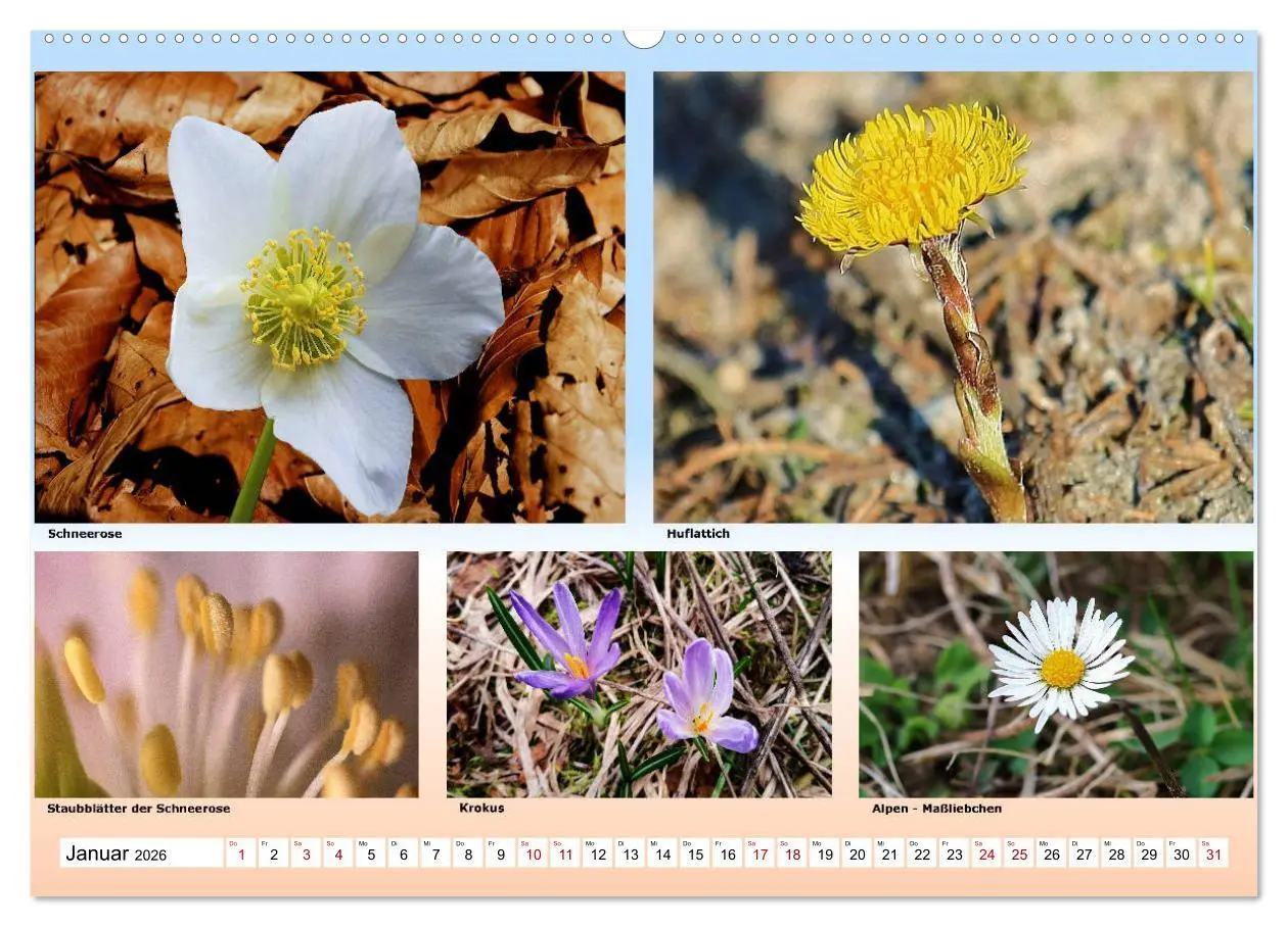 Bild: 9783457896440 | Alpiner Blütenzauber (Wandkalender 2026 DIN A2 quer), CALVENDO...
