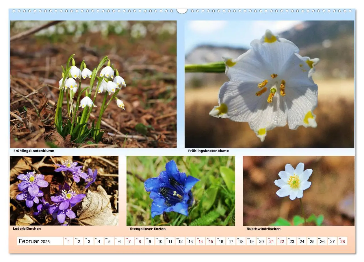 Bild: 9783457896440 | Alpiner Blütenzauber (Wandkalender 2026 DIN A2 quer), CALVENDO...
