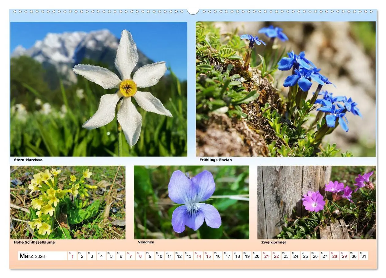 Bild: 9783457896440 | Alpiner Blütenzauber (Wandkalender 2026 DIN A2 quer), CALVENDO...