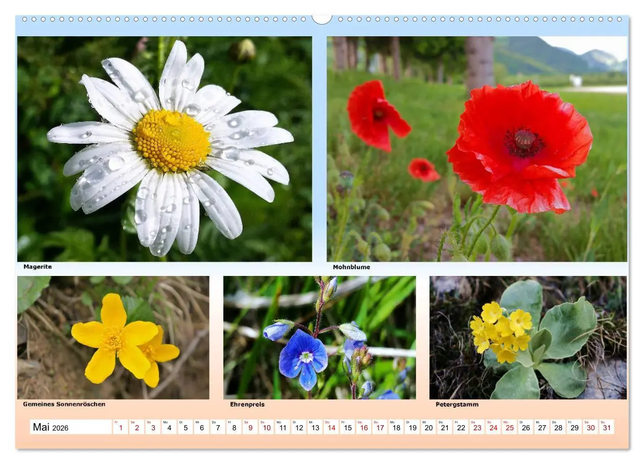 Bild: 9783457896440 | Alpiner Blütenzauber (Wandkalender 2026 DIN A2 quer), CALVENDO...
