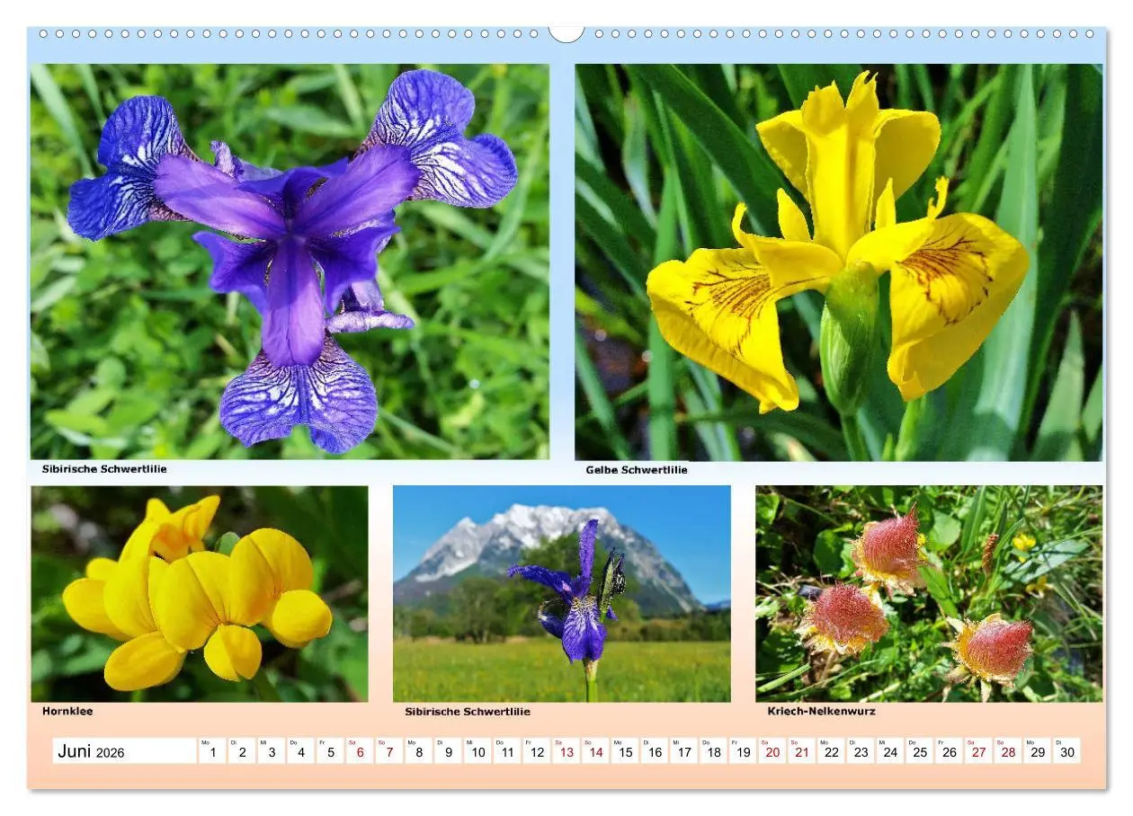 Bild: 9783457896440 | Alpiner Blütenzauber (Wandkalender 2026 DIN A2 quer), CALVENDO...