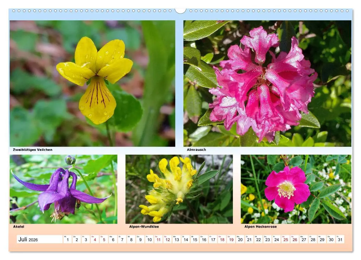 Bild: 9783457896440 | Alpiner Blütenzauber (Wandkalender 2026 DIN A2 quer), CALVENDO...
