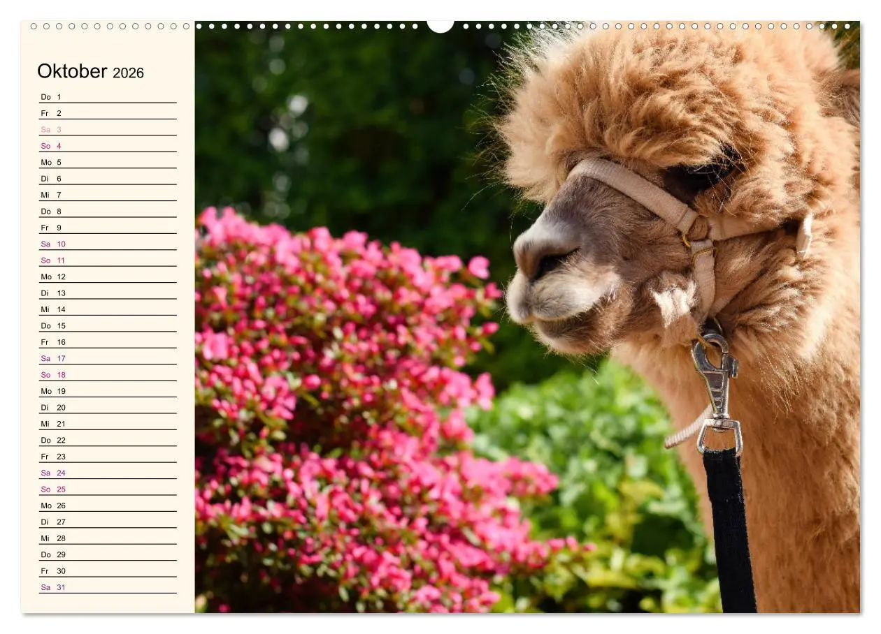 Bild: 9783457716540 | Alpakas im Blumenzauber (hochwertiger Premium Wandkalender 2026 DIN...