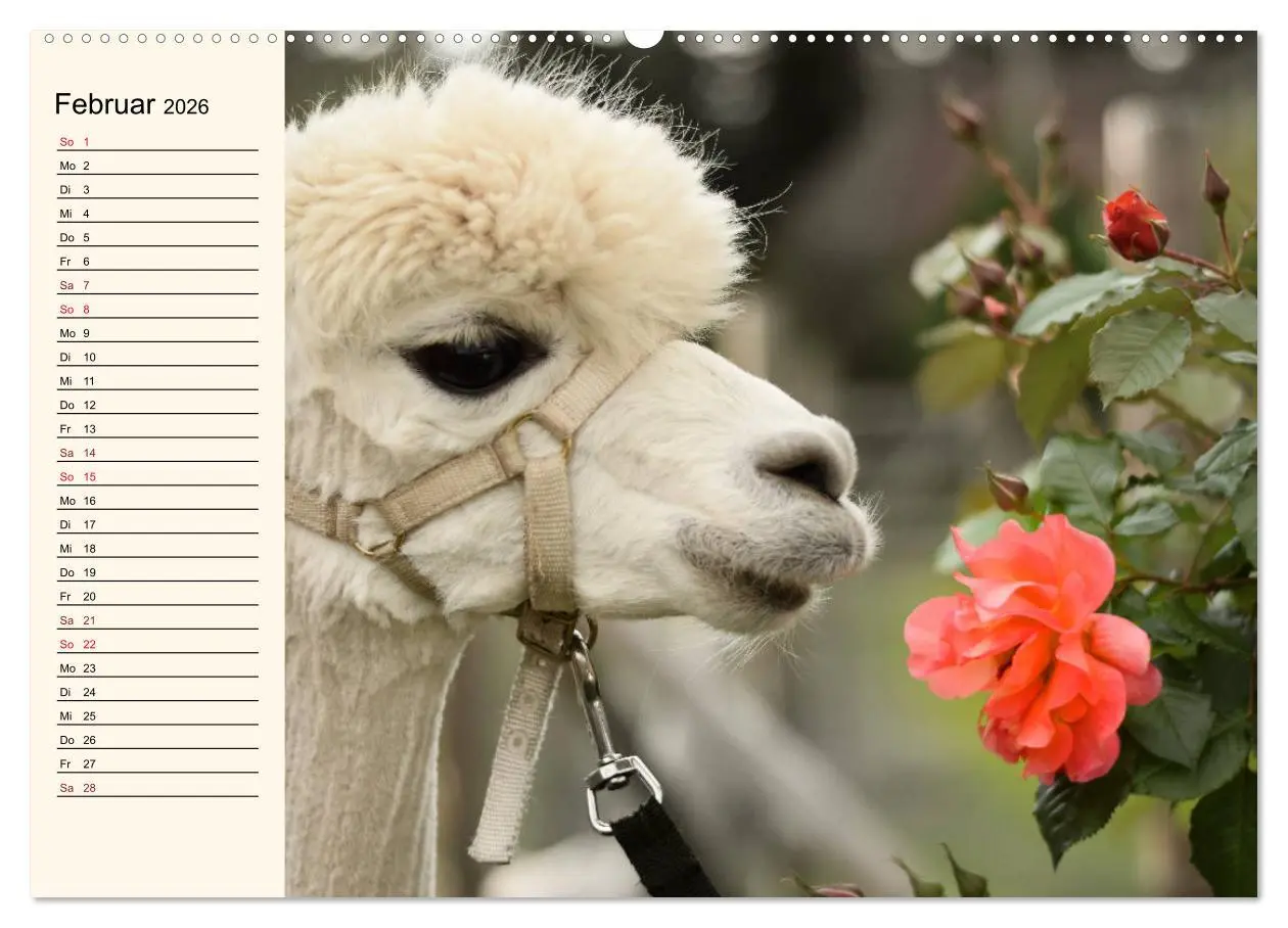 Bild: 9783457716540 | Alpakas im Blumenzauber (hochwertiger Premium Wandkalender 2026 DIN...